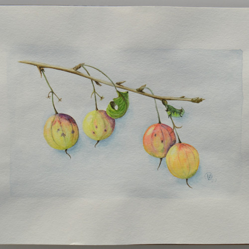 Akvarel - angrešty - 40 x 30 cm
