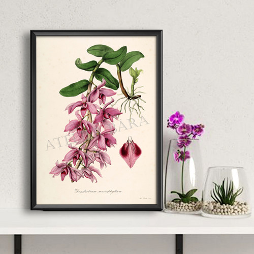 Z herbáře - orchidej — foto 1