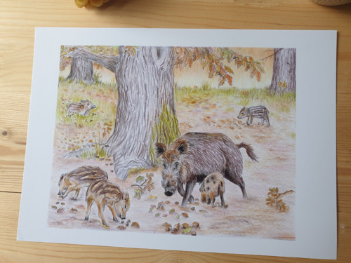 Print: Lesní ilustrace- Divočáci