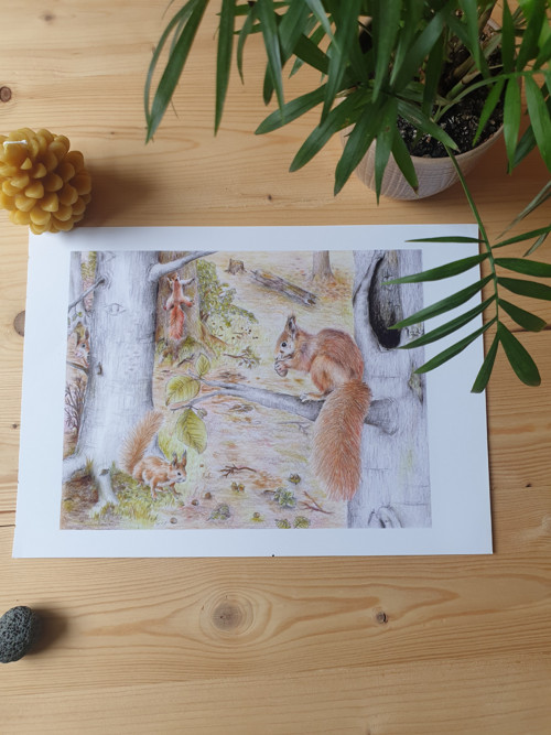 Print: Lesní ilustrace- Veveričky