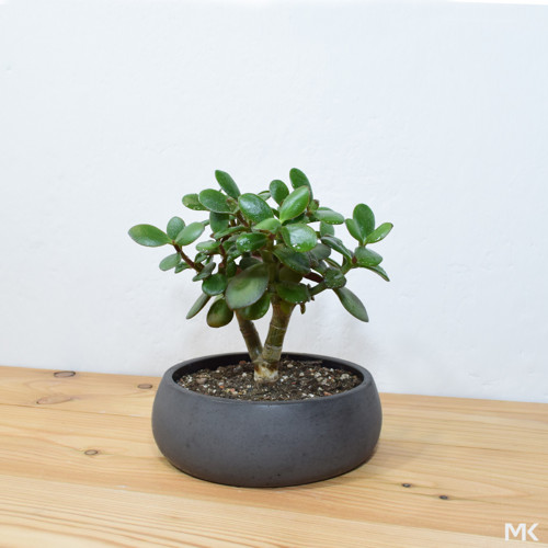 Květináč/obal BONSAI S — foto 1