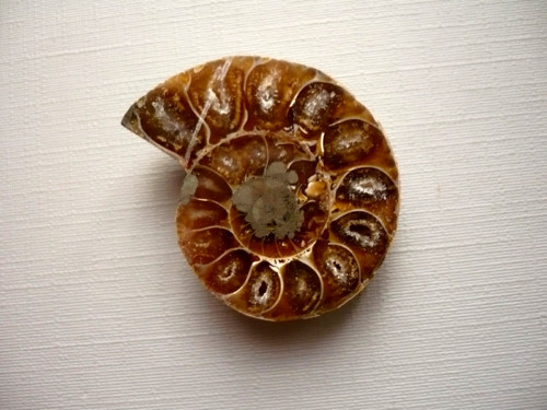 Amonit XXL 34 mm, č.18s