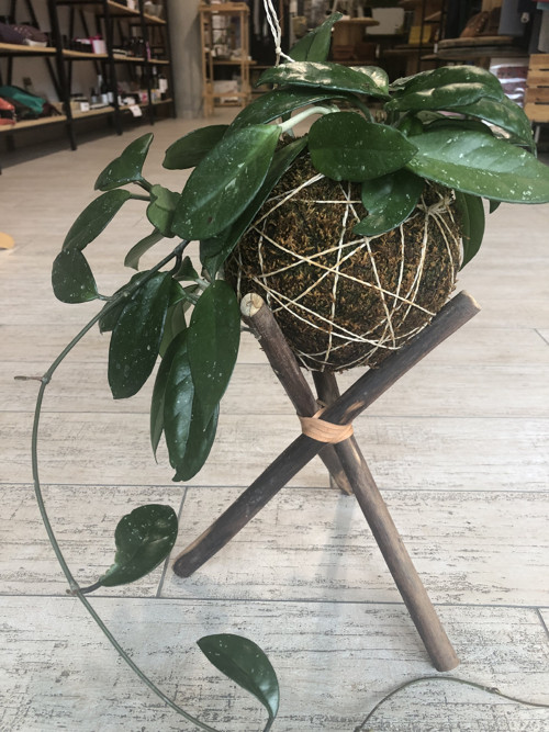 Kokedama — foto 1