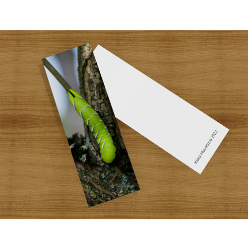 Sphinx ligustri — foto 1