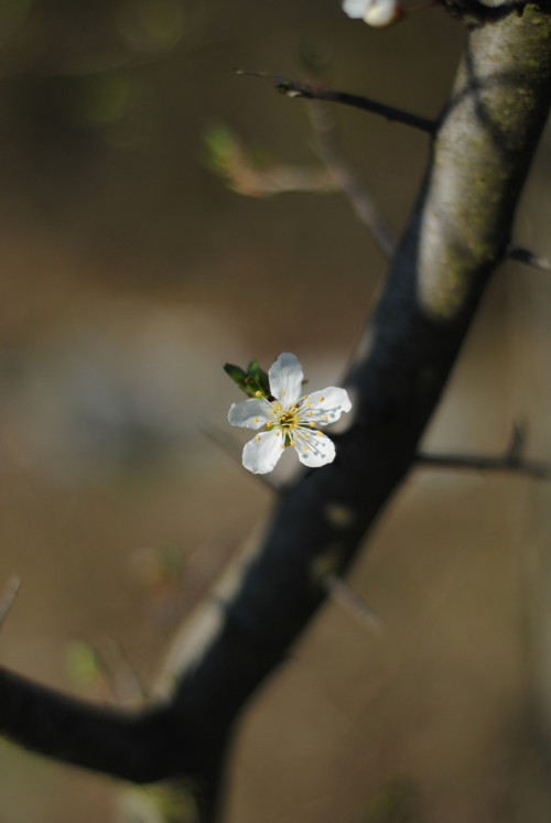 "Jarní něha II", fotoobraz/magnetka/pohlednice