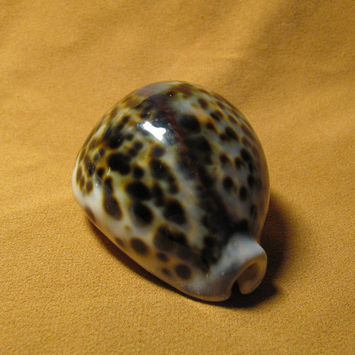 Mušle Cypraea tigris — foto 1