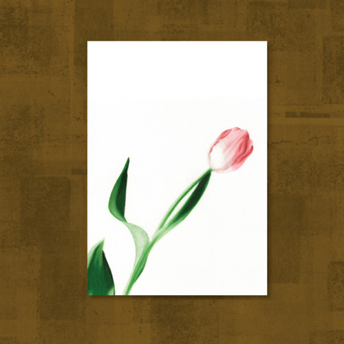 Tulipán — foto 1