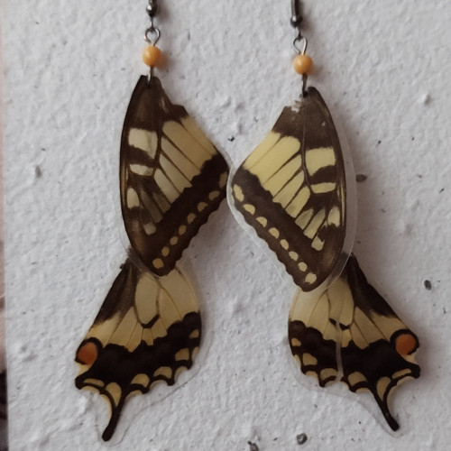 Papilio