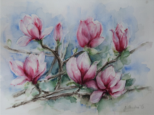Magnolie velká I
