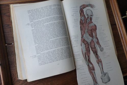 Plastická anatomie člověka, Zrzavý, 1947