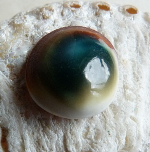 Shiva mušle - 2,6 cm (sh1)