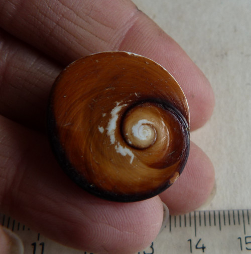 Shiva mušle - 2,5 cm (sh3)