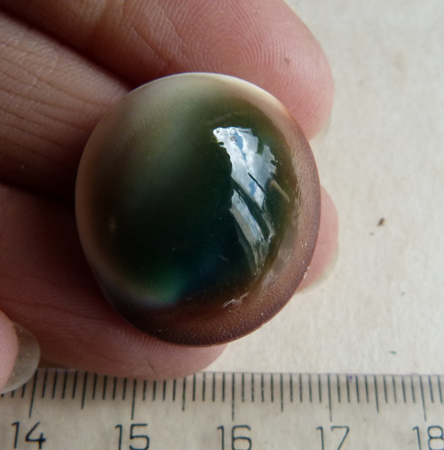 Shiva mušle - 2,6 cm (sh5) — foto 1
