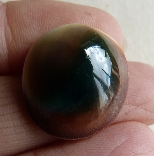 Shiva mušle - 2,2 cm (sh7)