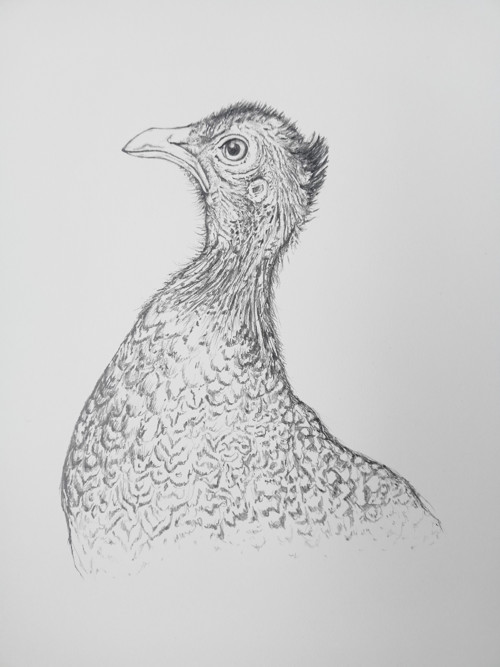 Argasianus argus — foto 1