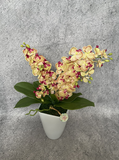 Trvanlivá orchidej „Kropenka” — foto 1