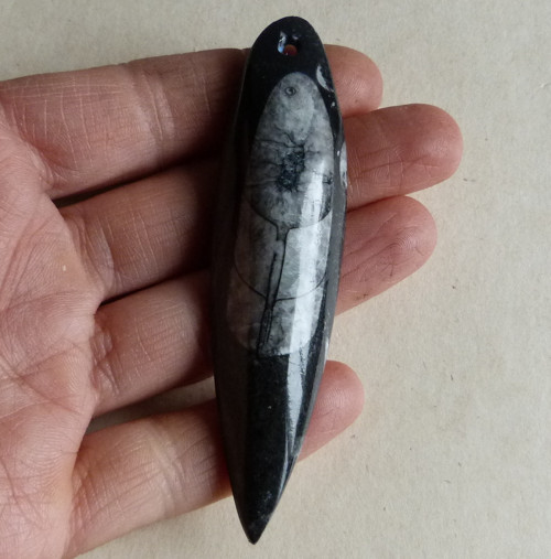 Orthoceras - 8,9 cm — foto 1