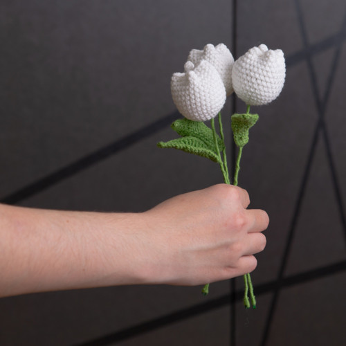 Bílý tulipán — foto 1