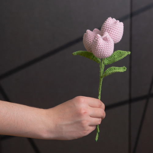 Růžový tulipán — foto 1