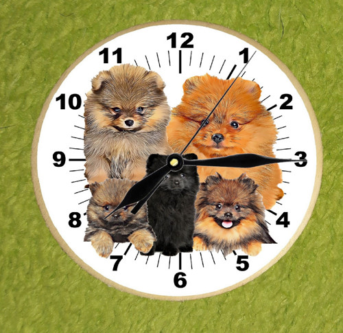 Špic Pomeranian Nástěnné Hodiny — foto 1