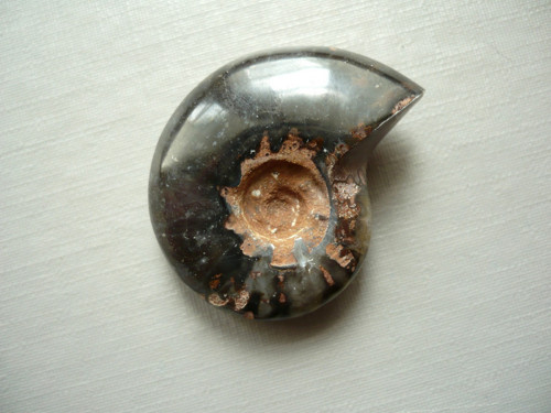 Amonit černý celý 31 mm, č.19f