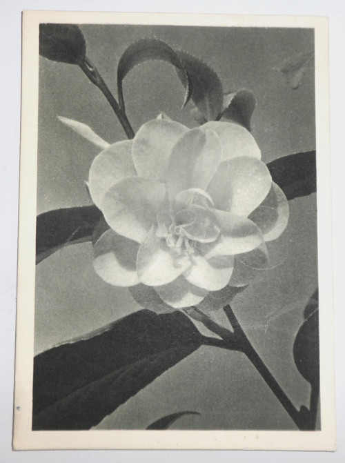 ČB POHLEDNICE přání, květiny, 1948