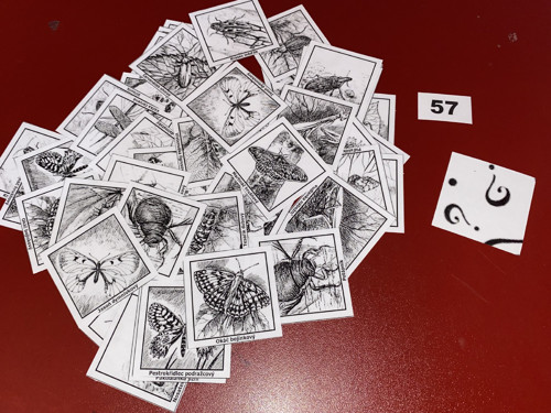 Pexeso vel.L č.57 - Hmyz (48kousků)