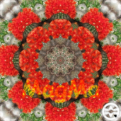 10-0155 Mandala kvetoucích kaktusů
