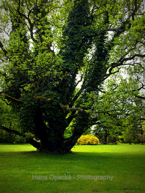 Zámek Sychrov park