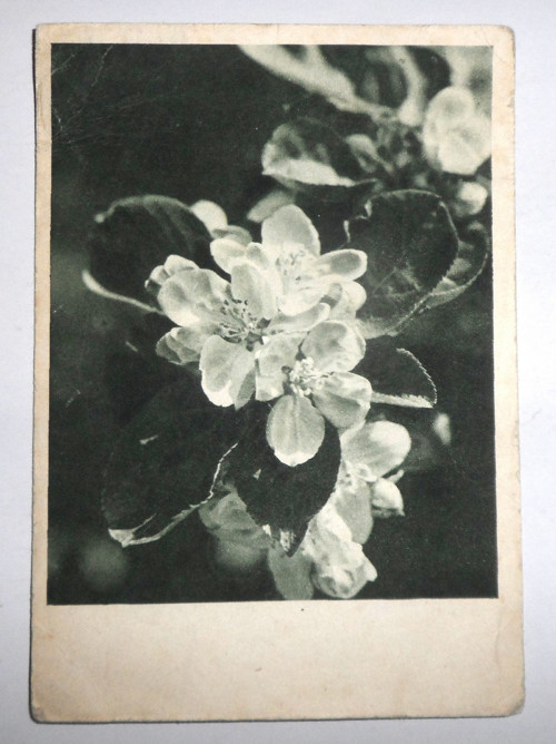 ČB POHLEDNICE přání, květiny, 1956