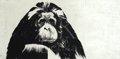 Orangutan — foto 1