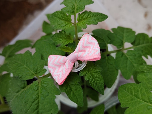 Mini mašlička — foto 1