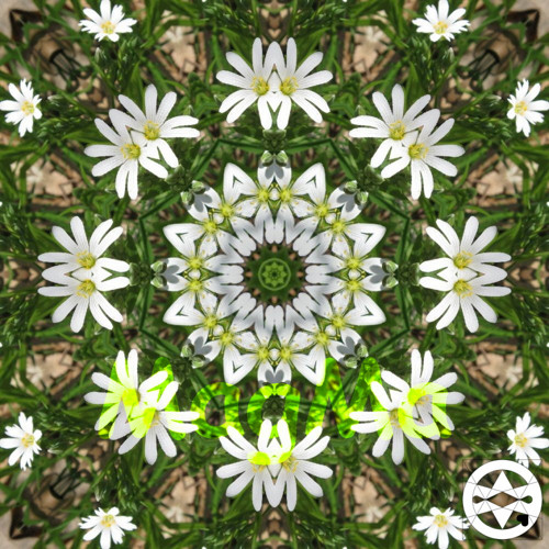 10-0230 Mandala velkokvětého ptačince
