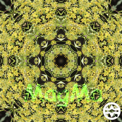 20-0006 Mandala ze žlutého starčeku