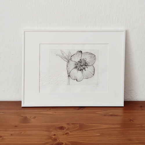 Autorská grafika - čemeřice