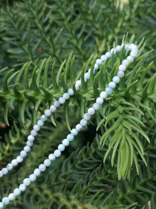 Larimar minimalist — foto 1