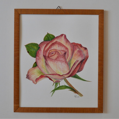Akvarel - květ růže v rámu, 30x26cm