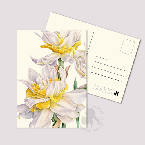 Narcisy - pohlednice
