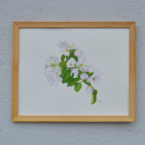 Akvarel - květ jabloně v rámu, 33x27cm