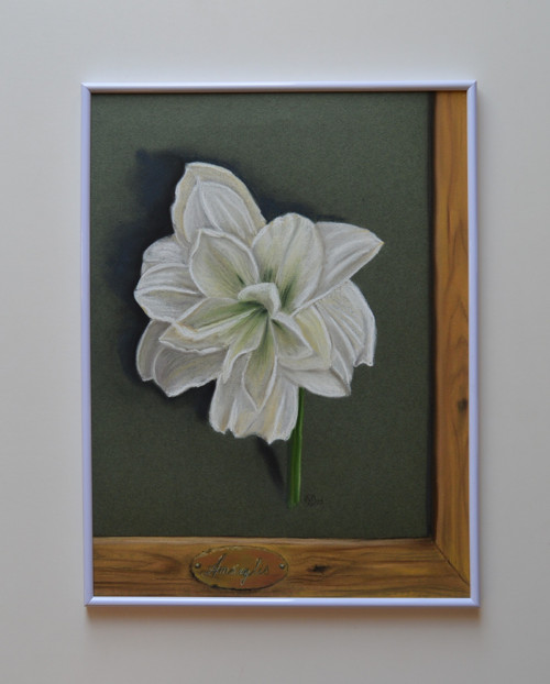 Originál suchý pastel - Amarylis -30 x 40 cm