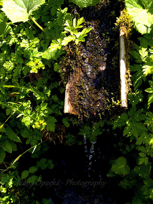 Pramínek z hor /Krkonoše