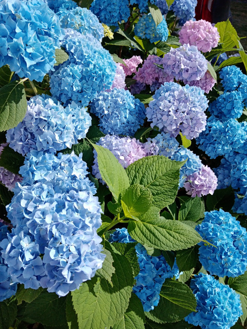 Hortenzie