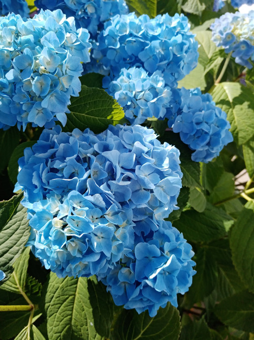 Hortenzie