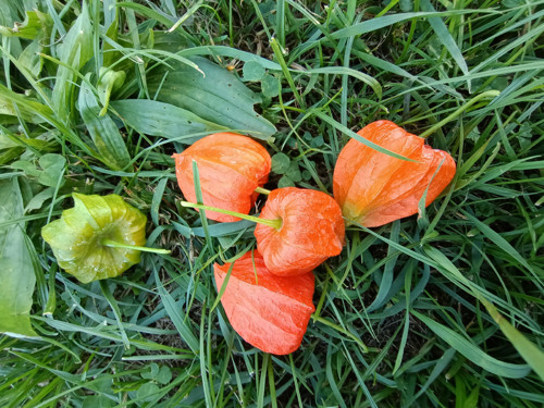 Mochyně