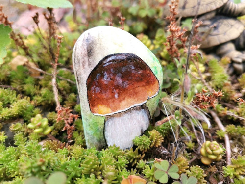 Hřib — foto 1