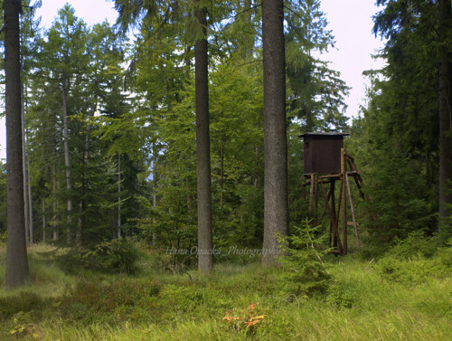 Posed v lese /Krkonoše