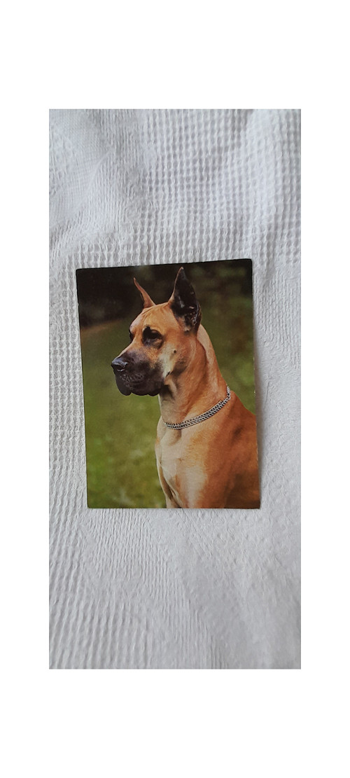Německá doga