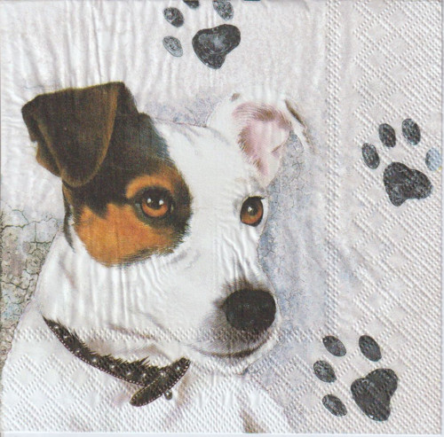 Ubrousek - Jack Russell teriér