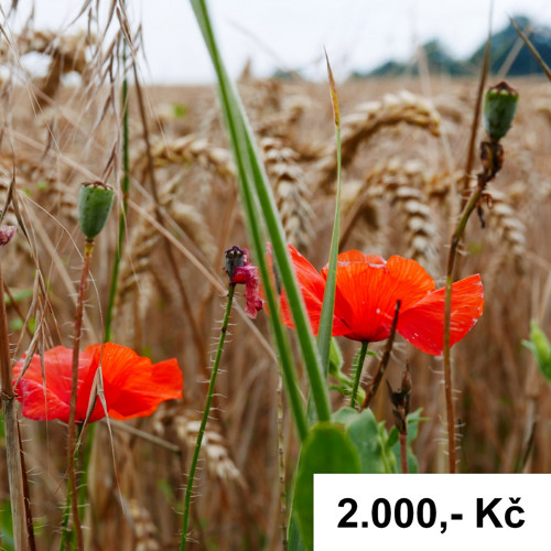 Nákupní poukaz 2000,- Kč u prodejce trika.ef — foto 1