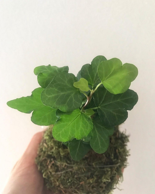 Závěsná kokedama Břečťan — foto 1